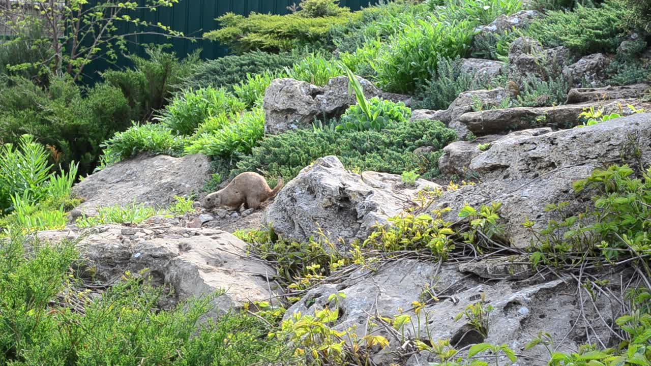 オグロプレーリードッグ。動物の撮影。