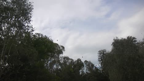 Murciélagos-Volando-Alrededor-De-Los-árboles-Durante-El-Día-Australia-Gippsland-Victoria-Maffra-Cámara-Lenta