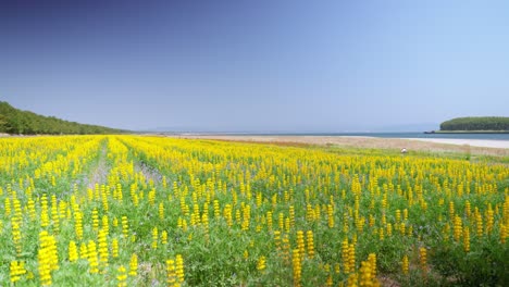 scenery of lupine fields on a sunny day