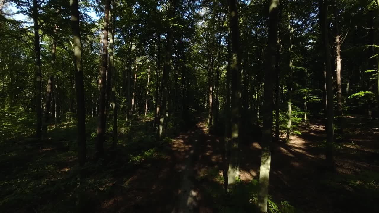Ripresa lenta in avanti con drone di un sentiero nella fitta foresta con alberi giganti durante una giornata estiva, 4K