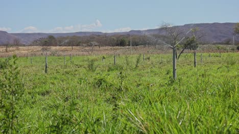 Wassersprinkleranlage-Bewässert-Grasland-In-Heißem,-Trockenem-Klima-Mit-Fernen-Hügeln