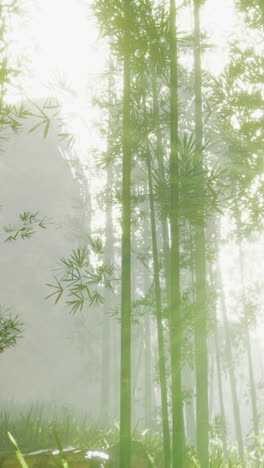 peaceful bamboo forest