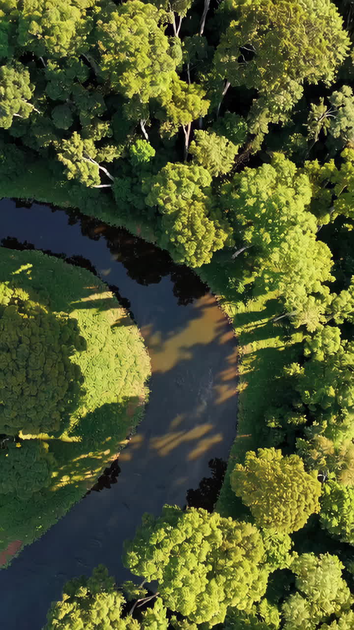 Aerial View of a Winding River Through a Lush Forest
