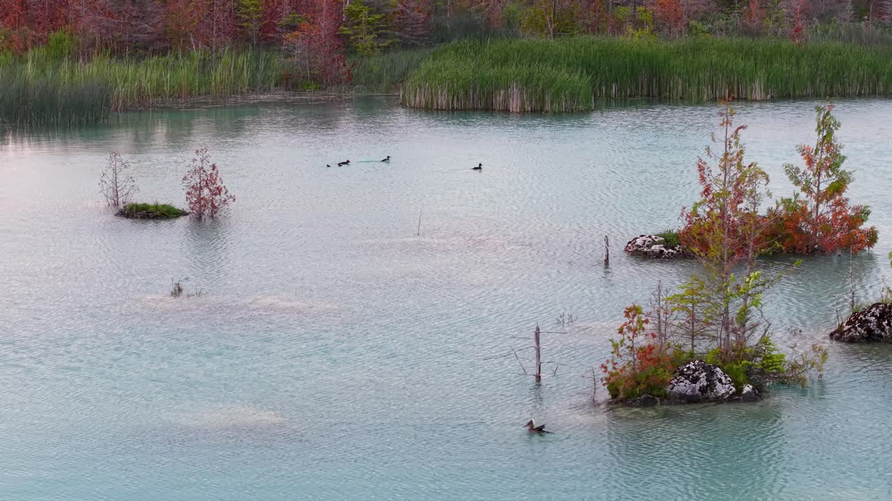 Aerial view of small autumn-colored islets in a calm turquoise lake with surrounding wetland vegetation