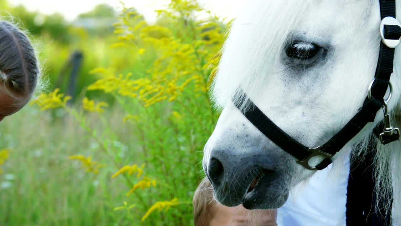 niños, un niño y una niña de siete años, alimentaron a un caballo blanco, dieron a comer zanahorias. alegres, felices vacaciones familiares. al aire libre, en verano, cerca del bosque