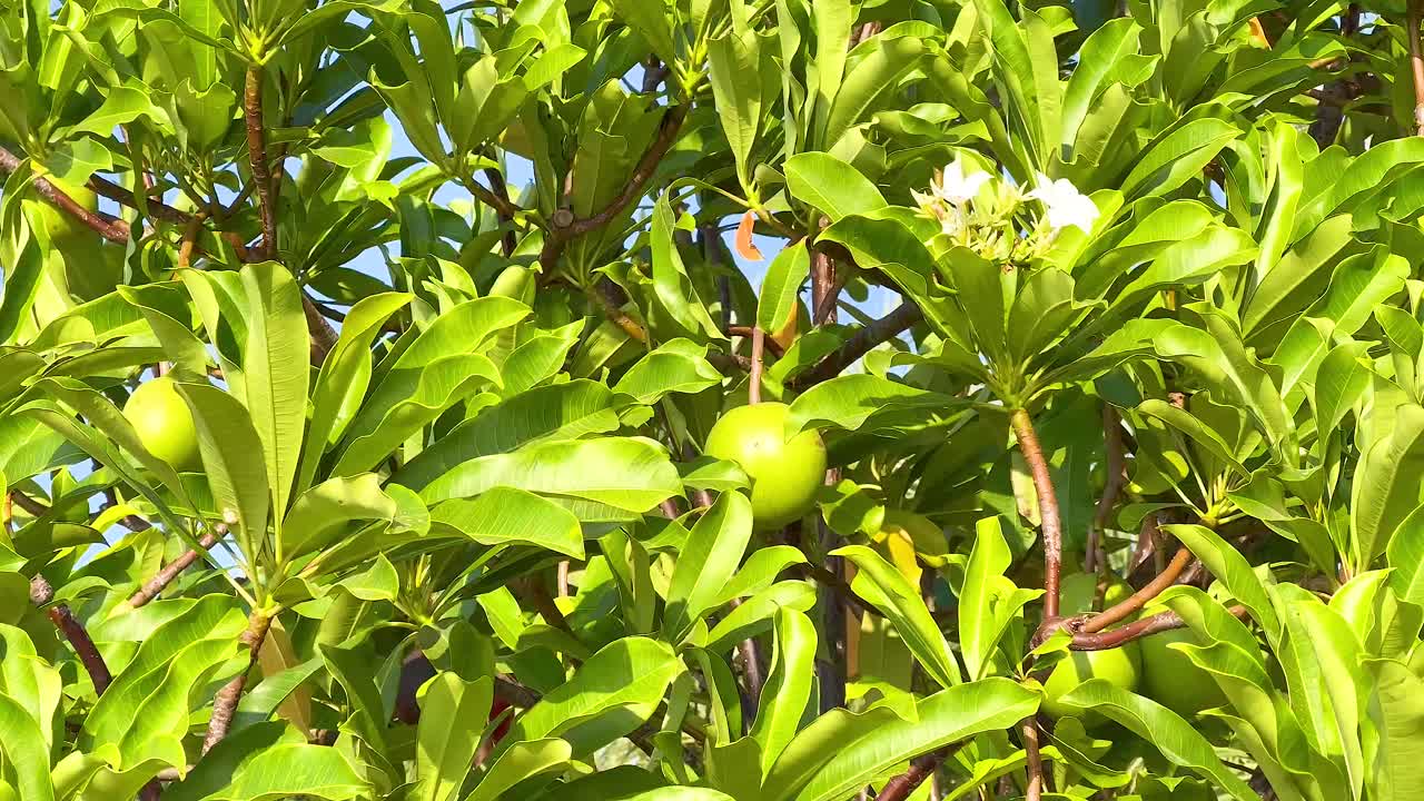 빛에 녹색 과일과 울창한 잎