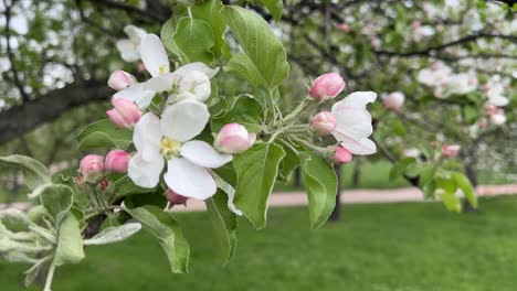 blooming apple orchards in a big city