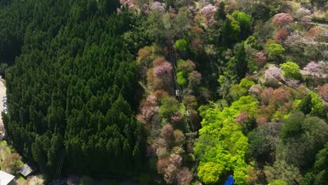 Aerial drone fly above cable car transport over Pink sakura cherry blossom flowers landscape in Japan