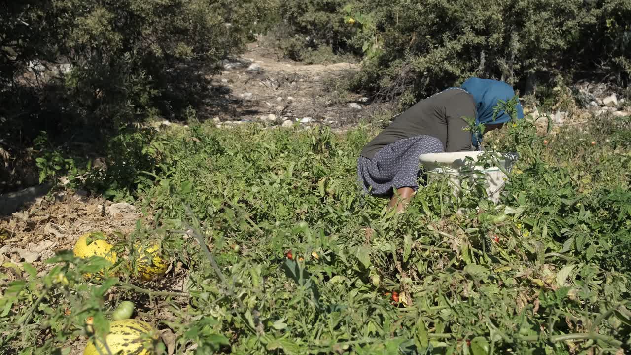 mujer cosechando tomates