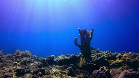 underwater life showing sunlight penetrating through water surface over shallow coral cactus