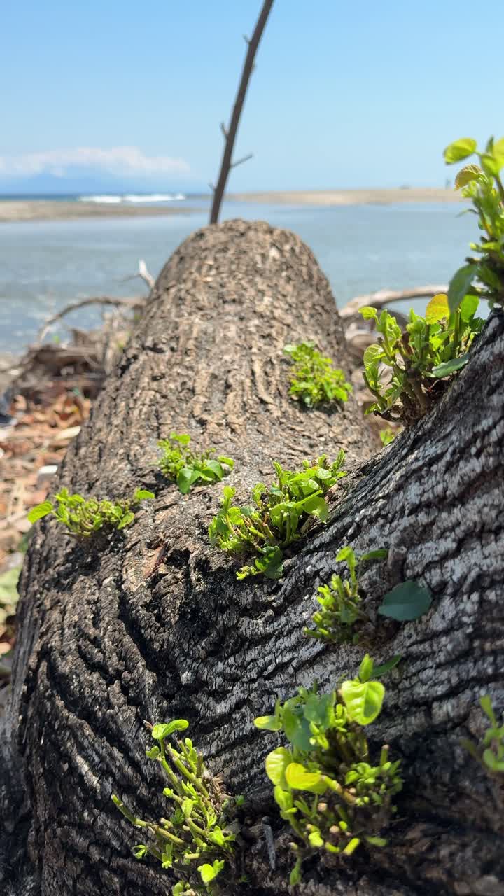 Vibrant Green Sprouts Emerge from a Log on a Sunny Beach
