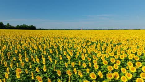bright yellow fields of sunflowers blossoming in springtime