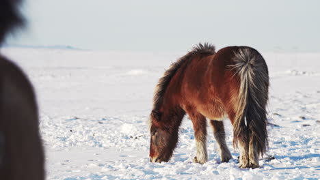 rare sighting of a icelandic horse feeding with hunger