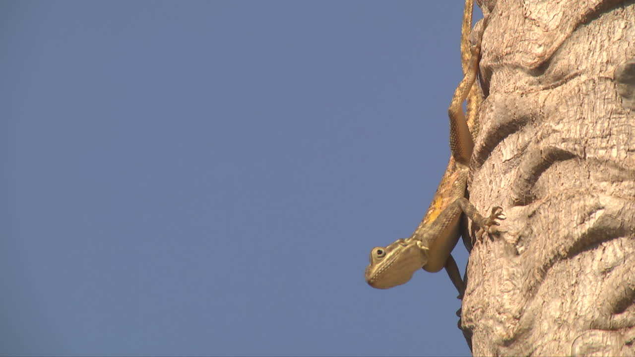 Lizard sitting on tree trunk, blue sky background on left side, closeup view