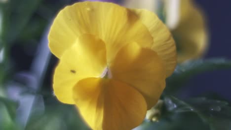 soft bokeh closeup of yellow flower head under rain