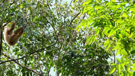 lar gibbon, hylobates lar