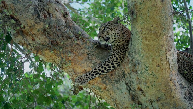 leopardo en un árbol