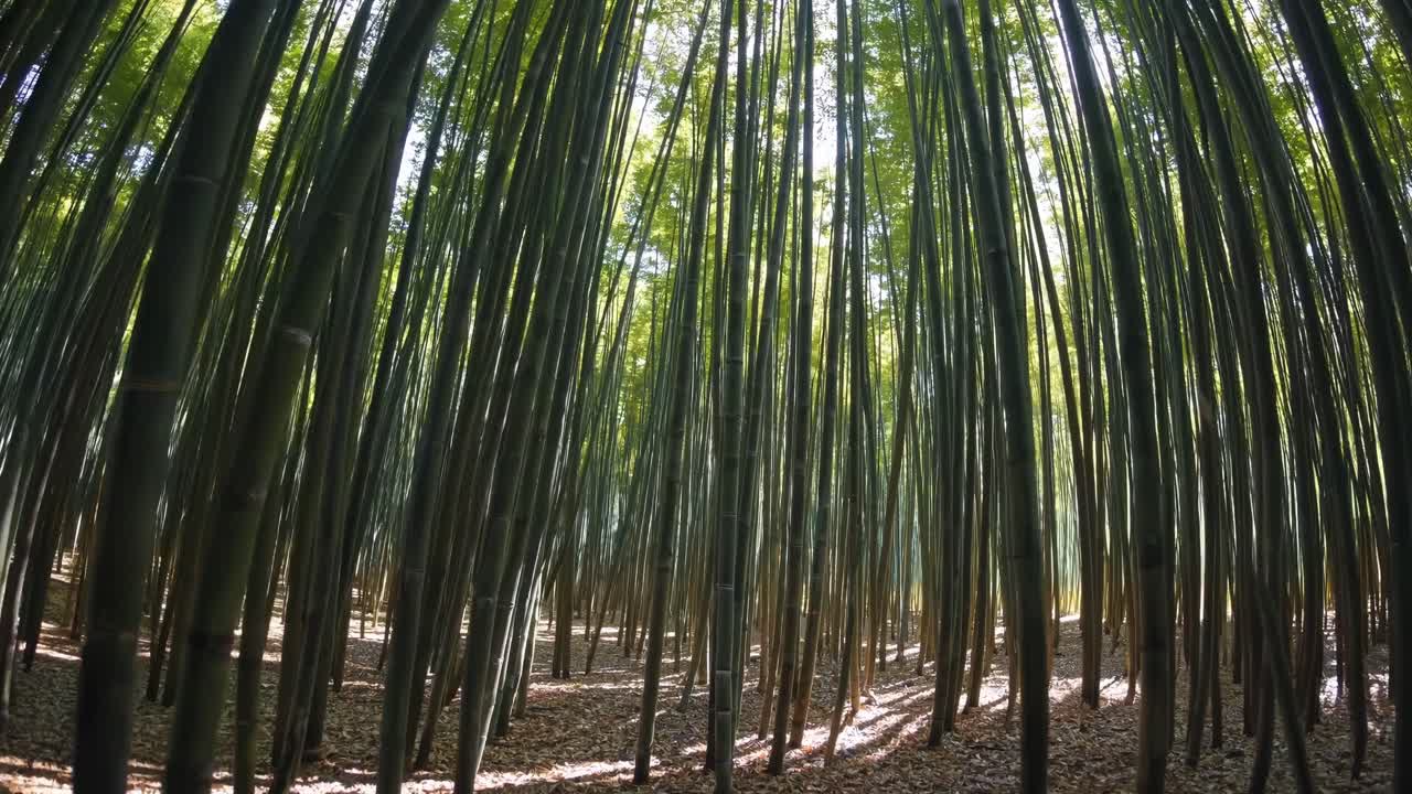 bosque de bambú en Japón