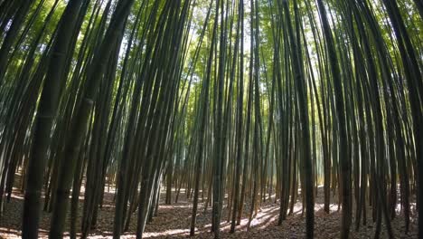 bamboo forest in japan