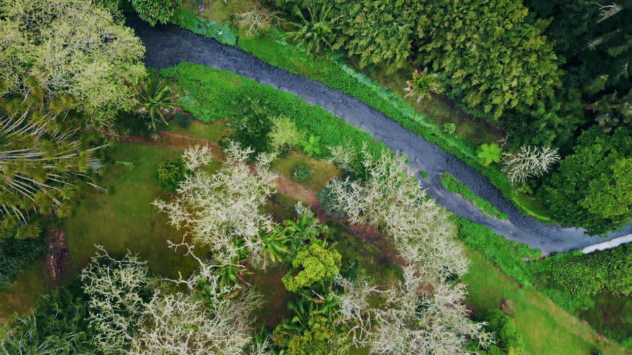 숲을 가로지르는 회색 경로. 신선한 생생한 나무로 인 풍경 자연