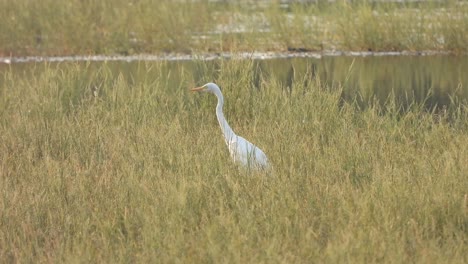 Beautiful-Egret---pond-area-finding-a-pry