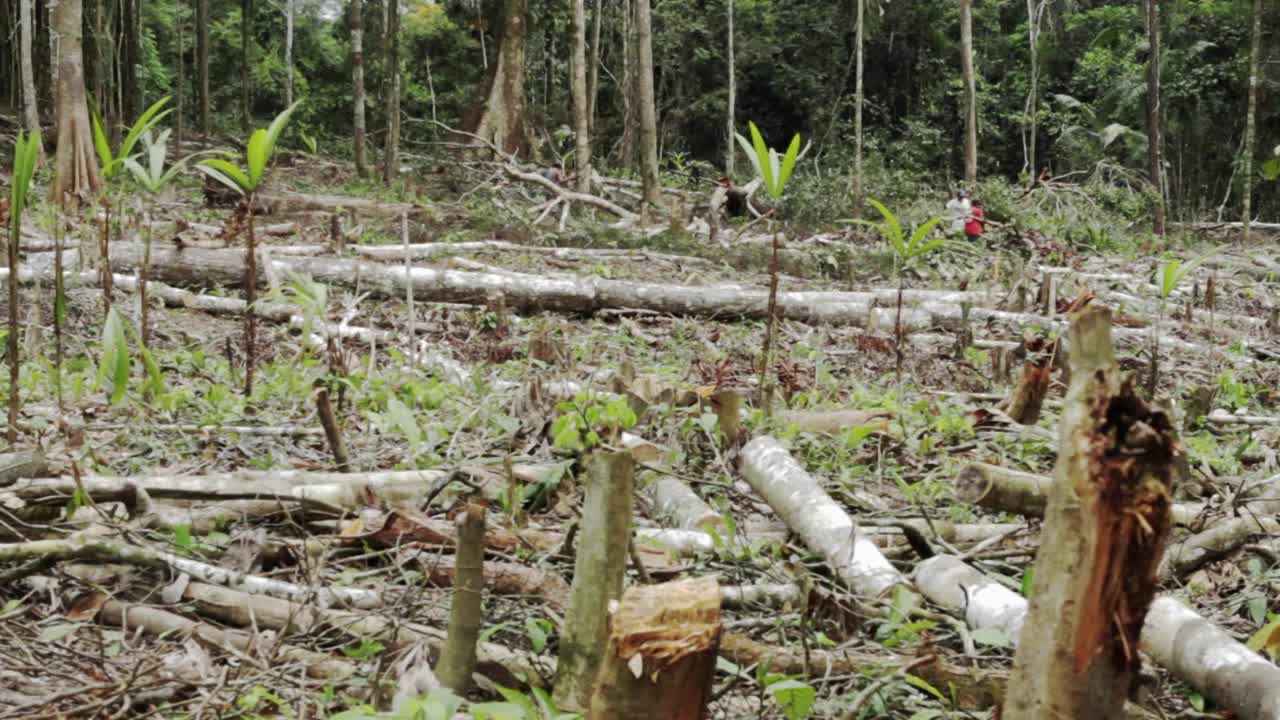 trabajos cortando árboles desgaste ha sido claro