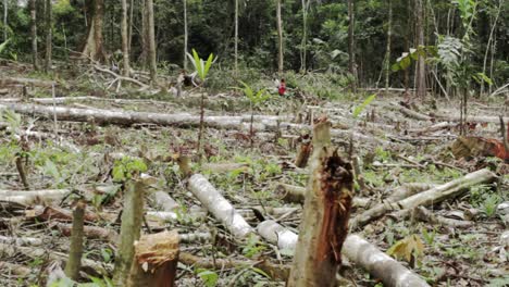 Workings-cutting-trees-wear-it-has-been-clear-cut