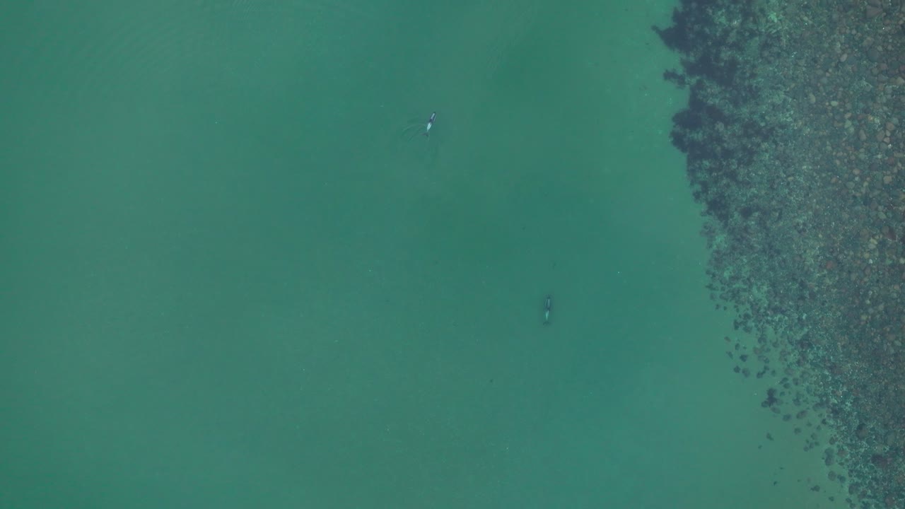 바다 표면 에서 헤엄치는 남쪽 돌고래 한  ⁇  의 공중 뷰