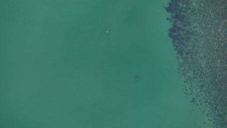 Aerial-Overhead-View-Of-Pair-Of-southern-dolphin-Swimming-On-Ocean-Surface