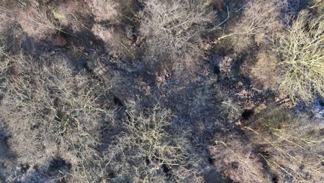 overhead birds eye drone aerial view slow panning shot over trees in winter