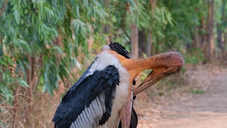 A-close-up-of-this-individual-preening-its-left-wing,-Eucalyptus-trees-move-with-the-morning-wind