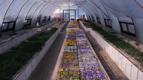 Greenhouse-with-spring-flowers.-View-from-a-drone