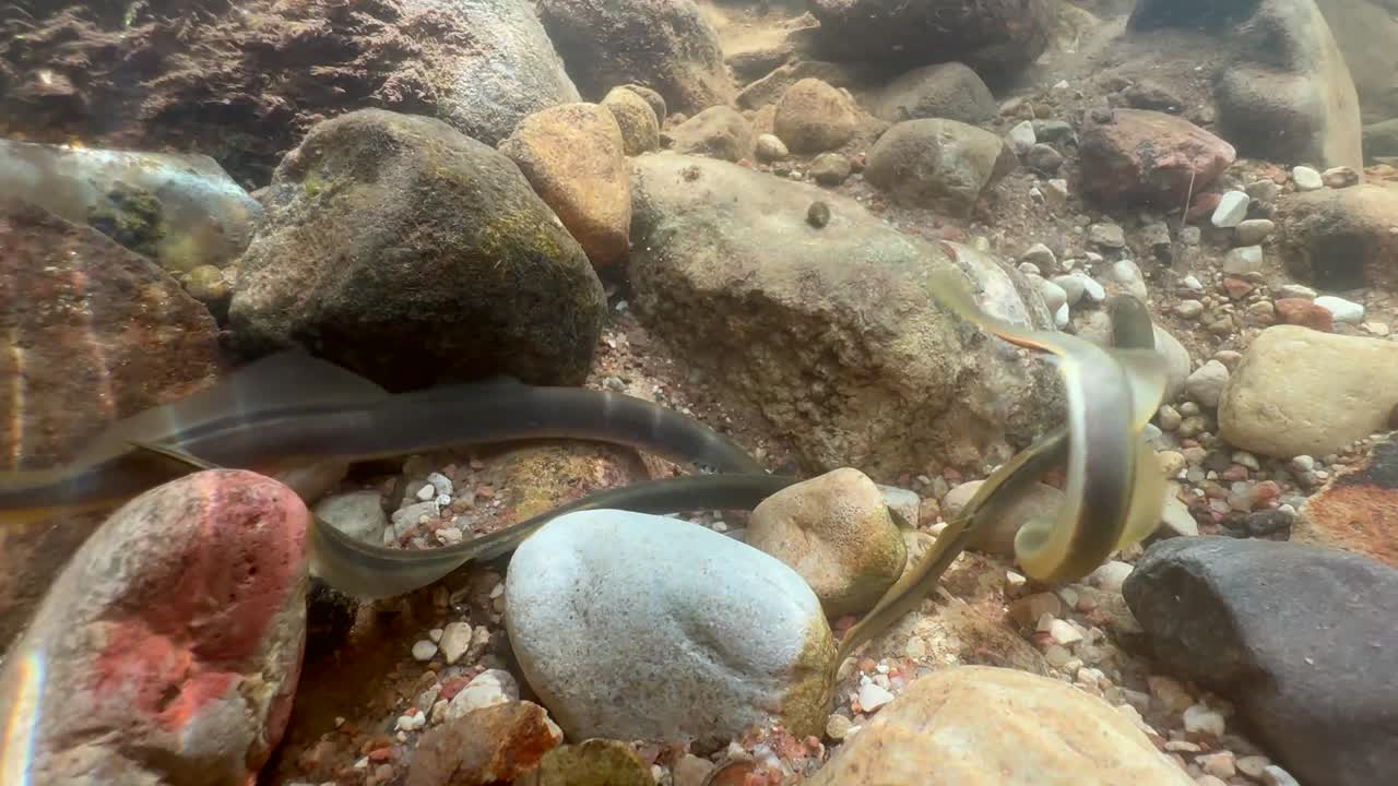 Group of Brook lampreys (Lampetra planeri) at the spawning site. Estonia.