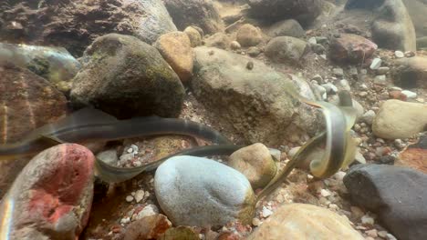group of brook lampreys (lampetra planeri) at the spawning site. estonia.