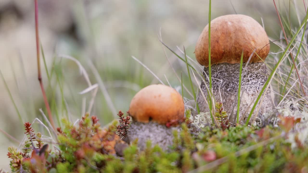 Beautiful boletus edulis mushroom in arctic tundra moss. White mushroom in Beautiful Nature Norway natural landscape. Mushrooms season.