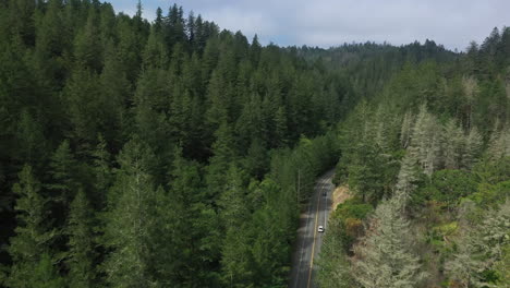 Toma-Aérea-De-Un-Enorme-Buitre-De-Pavo-Que-Se-Precipita-Frente-Al-Dron-Con-Un-Espeso-Bosque,-Montañas,-Mientras-Sigue-Un-Automóvil-En-El-Remoto-Condado-De-Napa,-California