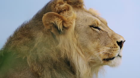 Porträt-Eines-Großen-Männlichen-Löwen-Im-Zentralen-Kalahari-Wildreservat,-Botswana---Nahaufnahme