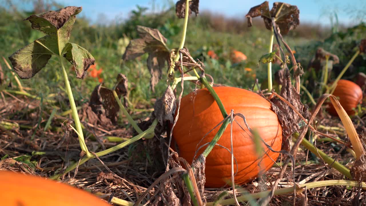 호박 에 있는 호박