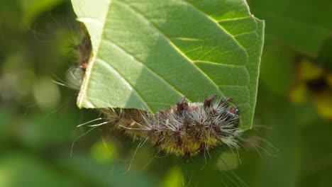 Close-up-of-destructive-silk-moth-caterpillar-eating-guava-tree-leaf-in-garden-on-sunny-day