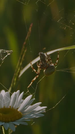 spider in a web with a flower