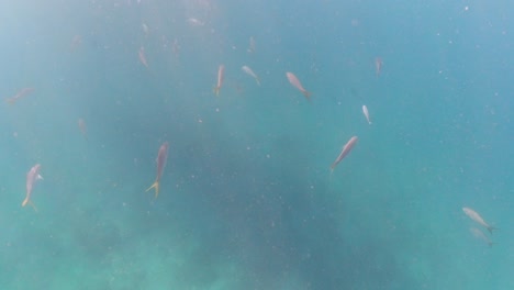 Escuela-Extrañamente-Separada-De-Peces-De-Cola-Amarilla-Nadando-Bajo-La-Luz-Del-Sol-Fantasmal-En-Las-Islas-Vírgenes-Británicas