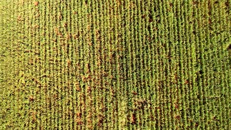 flying over the green and yellow crops