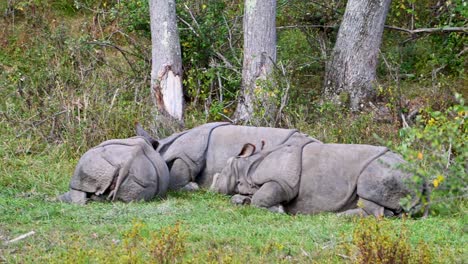 Greater-One-Horned-Rhinos-sleeping-in-grass