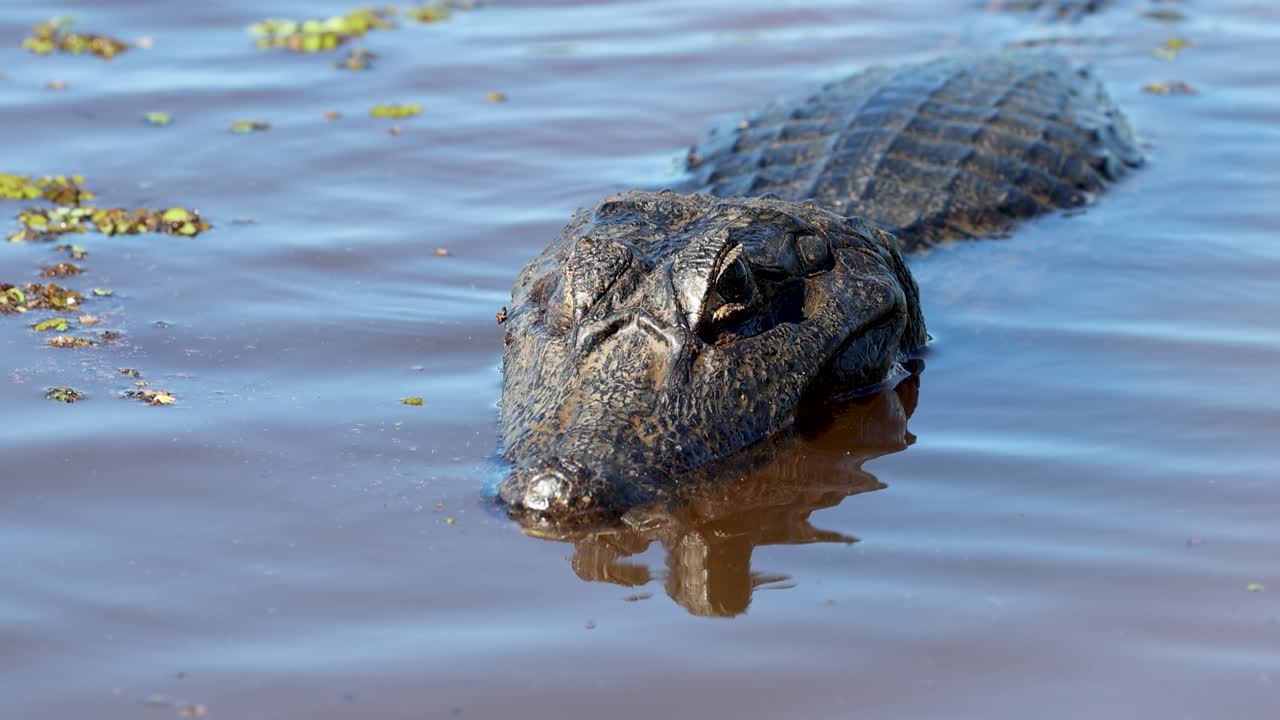 Alligator. Crocodile, Alligator. Wetlands, Pantanal Mato Grosso, Brazil
