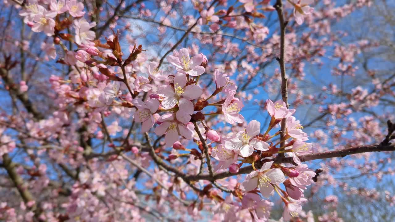Pink cherry blossom flower trees, Sakura blooming in spring against blue sky