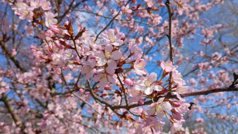 pink cherry blossom flower trees, sakura blooming in spring against blue sky