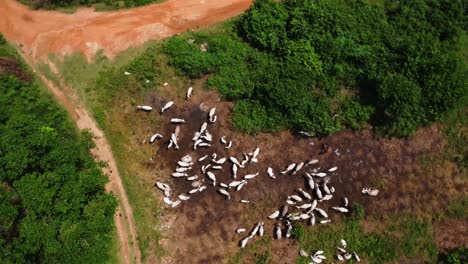 top down aerial of a large herd of cattle on a field in rural nigeria, africa. the drone slowly rotates while the cows relax on the barren meadow