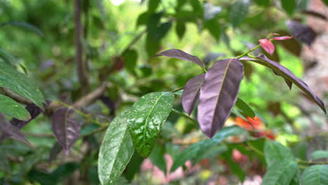 Nahaufnahme-Mit-Violetten-Und-Grünen-Blättern-Der-Guayusa-Tena-Pflanze,-Die-Im-Amazonas-Regenwald-Wächst