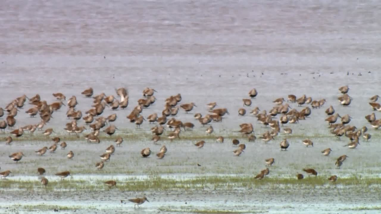 una bandada de mini lavandera (calidris minutilla) volando desde la playa 2013