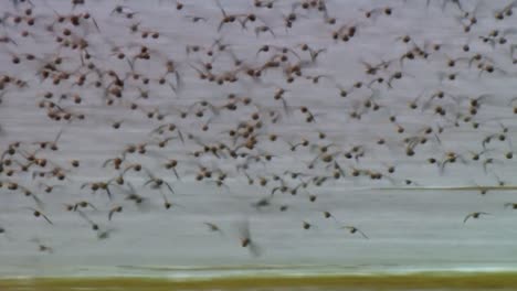 una bandada de mini lavandera (calidris minutilla) volando desde la playa 2013